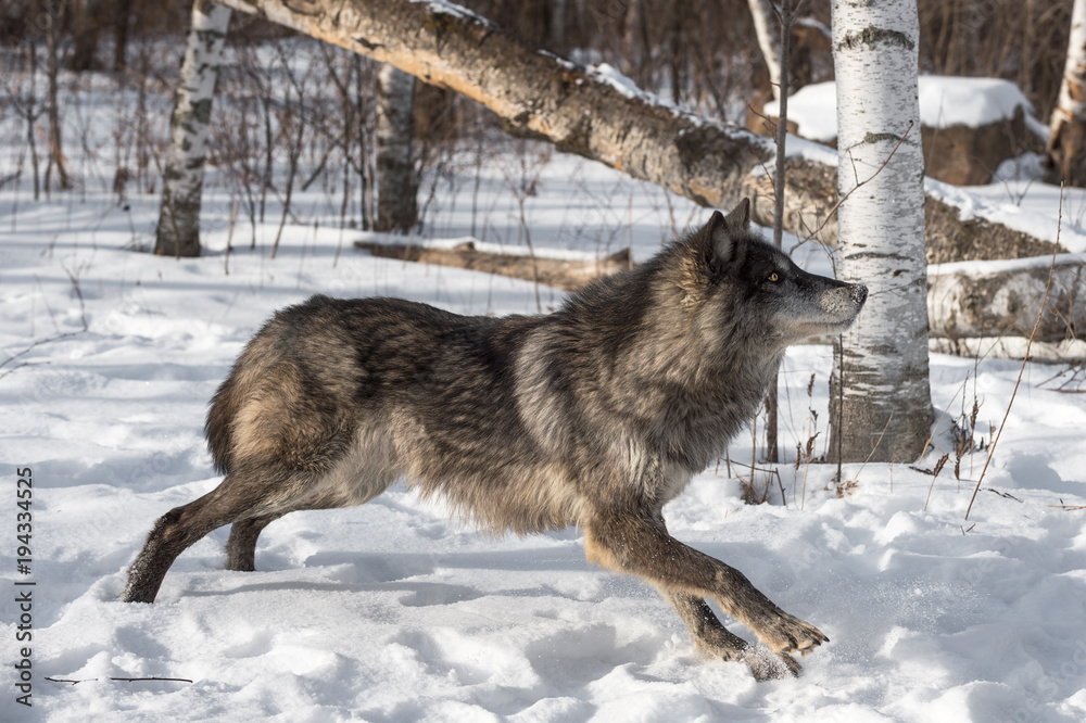 Naklejka premium Black Phase Grey Wolf (Canis lupus) Stretches Out