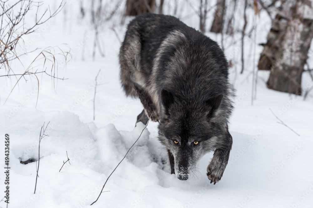 Fototapeta premium Black Phase Grey Wolf (Canis lupus) Stalks Forward