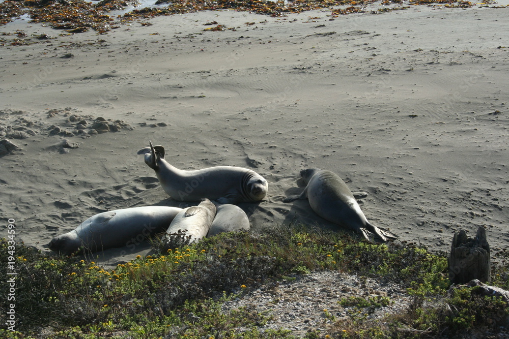 Fototapeta premium Seals At Seal Beach