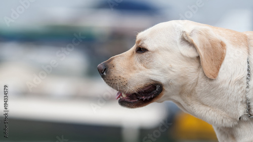 Yellow Labrador Retriever watching on the left side