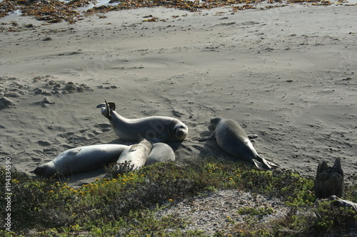 Seals At Seal Beach