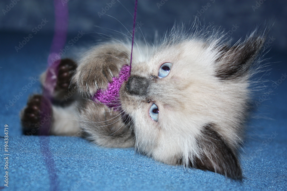 Cute little kitten with thread ball Cute little kitten with thread ball