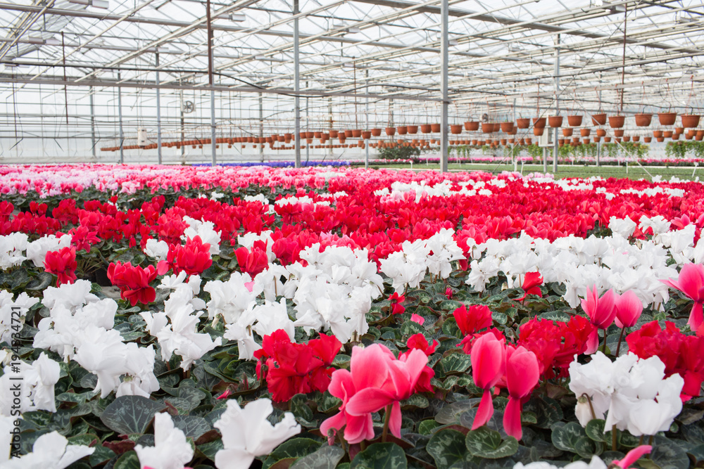 Plantation with flowers, cyclamen. Commercial cultivation of flowers in a greenhouse
