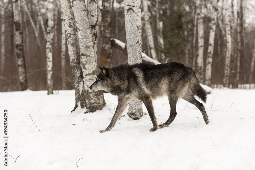 Naklejka premium Black Phase Grey Wolf (Canis lupus) Walks Left Through Woods