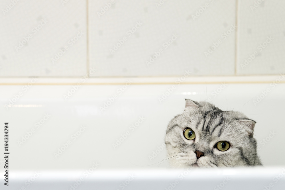 Gray Cat Scottish Fold in the Bathroom