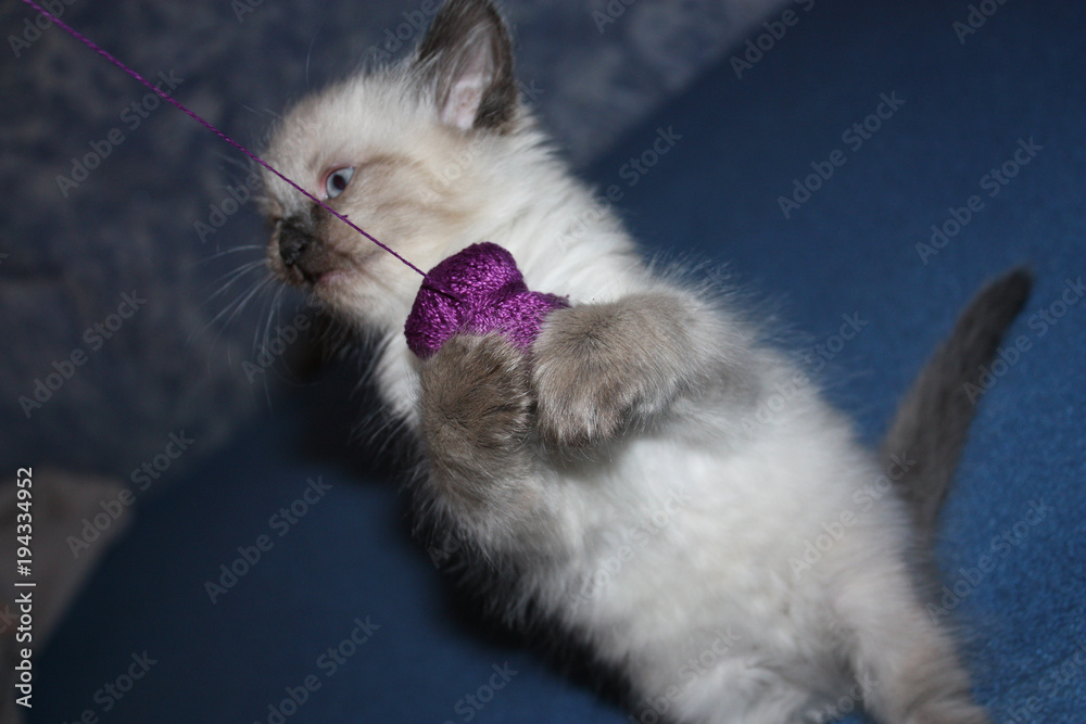 Cute little kitten with thread ball