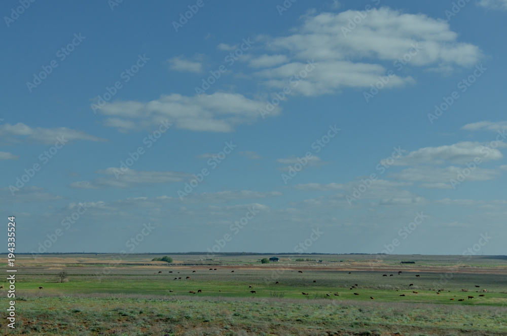 rural landscape of Volga estuary with cattle grazing on pasture and blue sky Astrakhan region, Russia