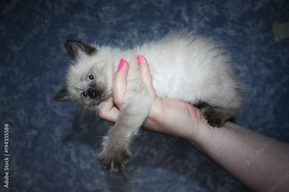 Fototapeta premium Little black and white kitten with blue eyes