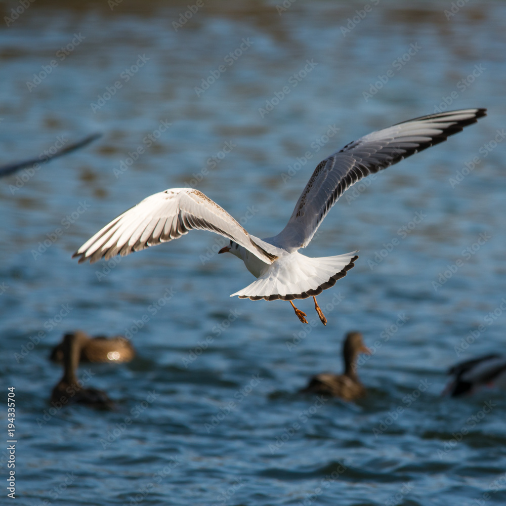 Wildlife photo - Common gull flies on the lake in winter sunny day, Danubian wetland, Slovakia, Europe