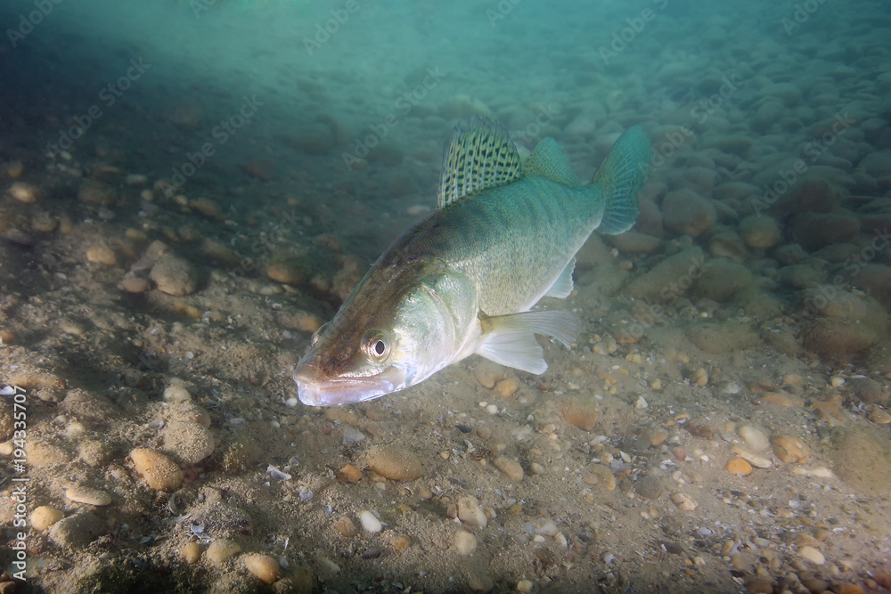 The zander (Sander lucioperca) is swimming in the freshwater with pebbly bottom The zander (Sander lucioperca) is swimming in the freshwater with pebbly bottom