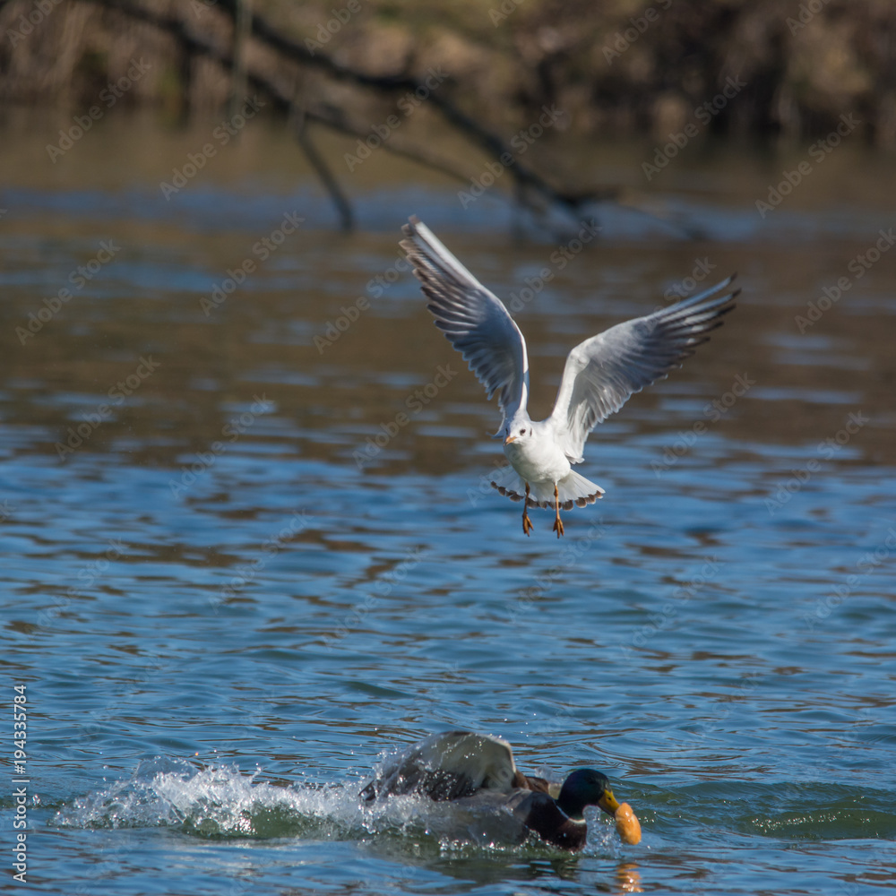 Wildlife photo - Common gull flies on the lake in winter sunny day, Danubian wetland, Slovakia, Europe Wildlife photo - Common gull flies on the lake in winter sunny day, Danubian wetland, Slovakia, Europe