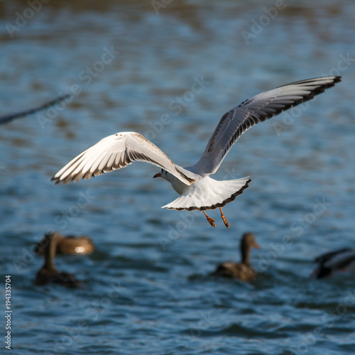 Wildlife photo - Common gull flies on the lake in winter sunny day, Danubian wetland, Slovakia, Europe
