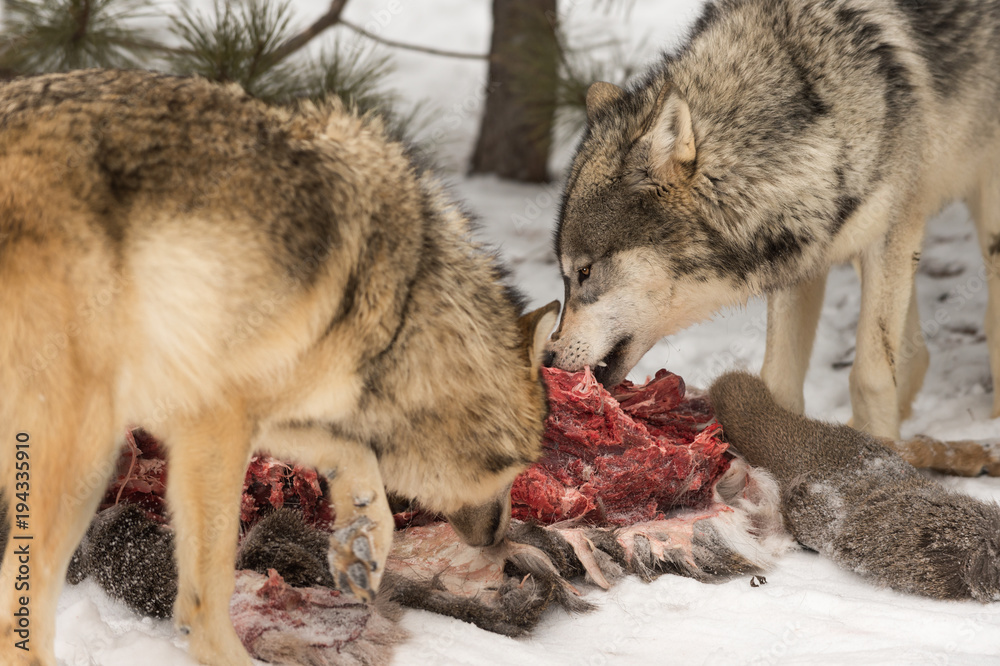 Naklejka premium Grey Wolves (Canis lupus) Pick Meat From Deer Carcass