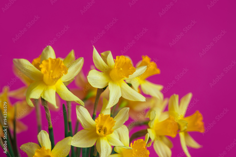 Bright yellow narcissus or daffodil flowers on pink background. Place for text.