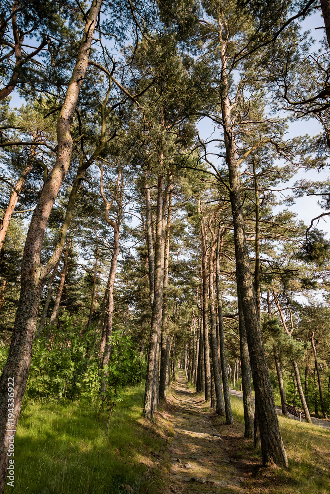 forest forest