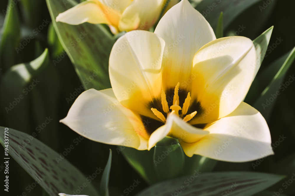 Blossoming Zombie white tulip, selective focus, spring postcard background concept. Blossoming Zombie white tulip, selective focus, spring postcard background concept.