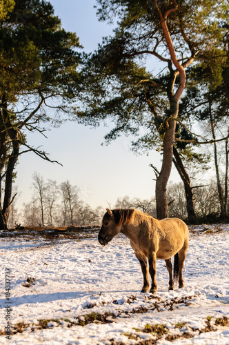 Wild horse in winter © Henk