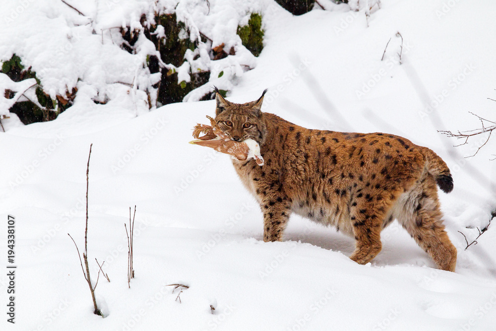 Obraz premium Ryś (Lynx lynx) z ofiarą w pysku zimą na zewnątrz dla zwierząt w Bawarskim Parku Narodowym, Niemcy.