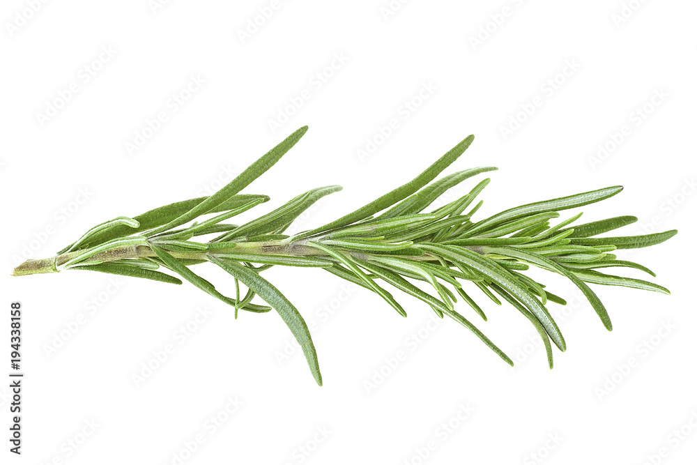 Rosemary isolated on white background Rosemary isolated on white background