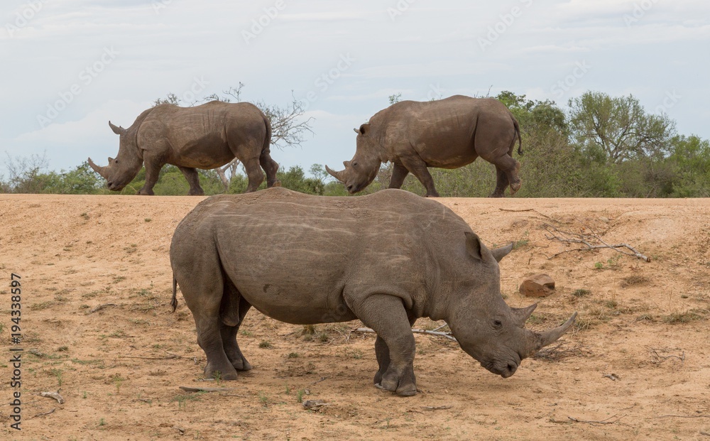 Südafrika, Nashorn Südafrika, Nashorn