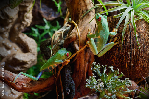 Red-eyed frogs in the terrarium photo