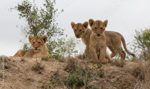 Südafrika Löwenbabys
