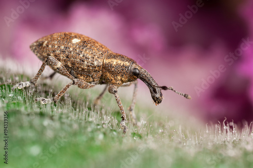 Polydrusus on the leaf photo