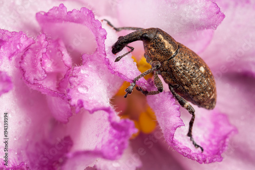 Polydrusus on the pink flower photo