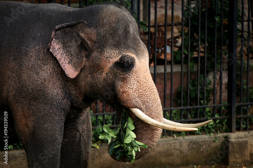 Photography Sri lankan tusker elephant near Kandy Temple