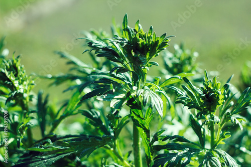 Young monkshood plant leaves, before flowering photo