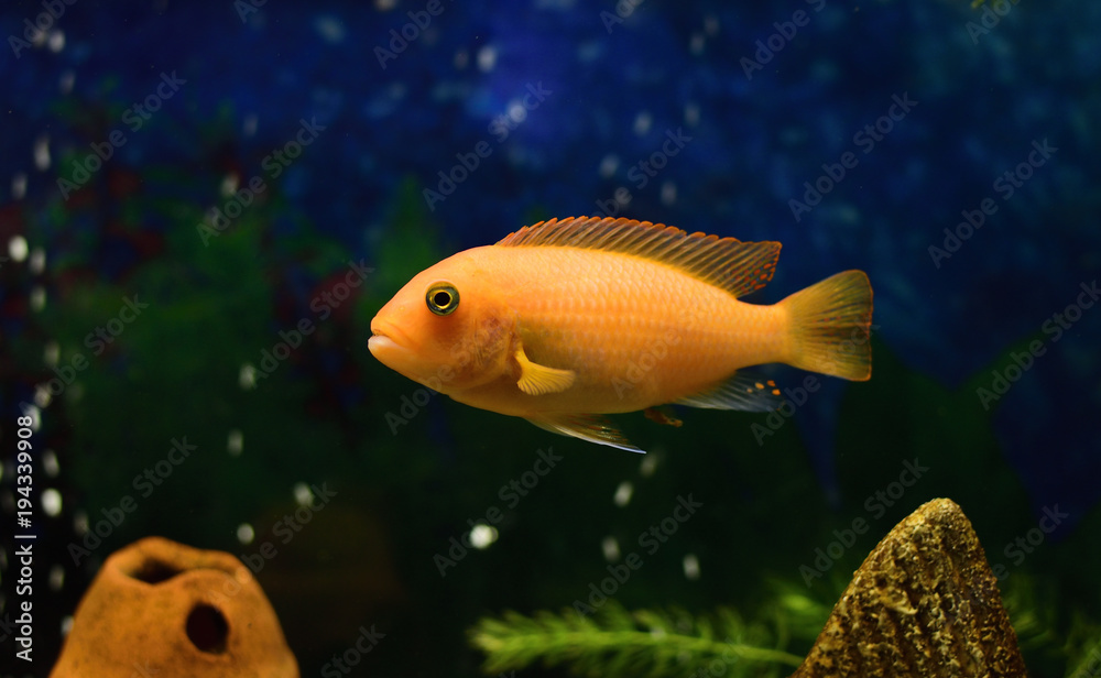 Fototapeta premium close up of a rock dwelling fish cichlid Maylandia estherae is a Pseudotrophine cichlid (Pseudotropheus estherae), Cichlidae.
