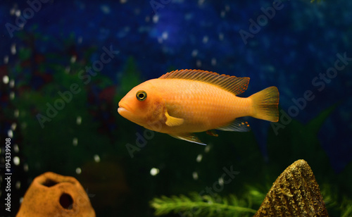 close up of a rock dwelling fish   cichlid Maylandia estherae is a Pseudotrophine cichlid (Pseudotropheus estherae), Cichlidae.