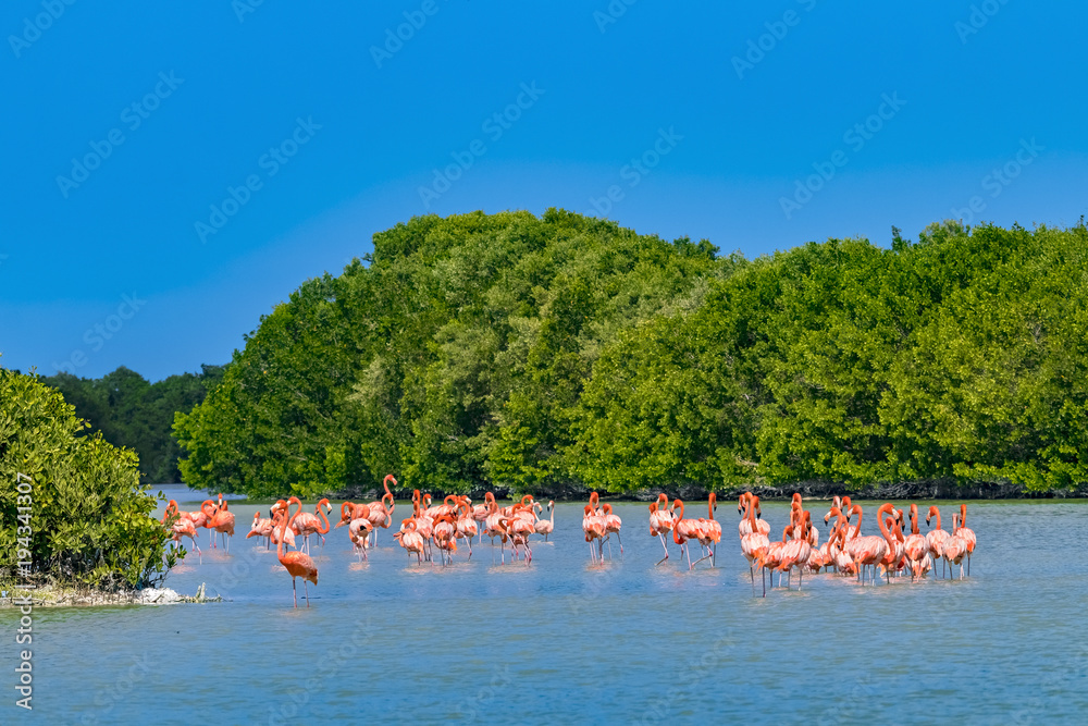 Mexico. Celestun Biosphere Reserve. The flock of American flamingos (Phoenicopterus ruber, also known as Caribbean flamingo) feeding in shallow water