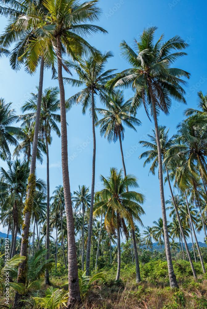 Palm grove