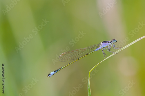 Close up of dragonfly. Blue-tailed damselfly, Czech republic.