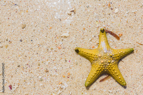 Yellow knobbed starfish photo