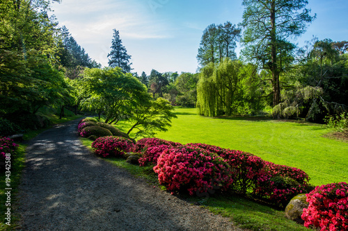 Red Rhododendron bushes. Beauty nature in Japanese park in France in Maulivrier . Pays de la loire . photo