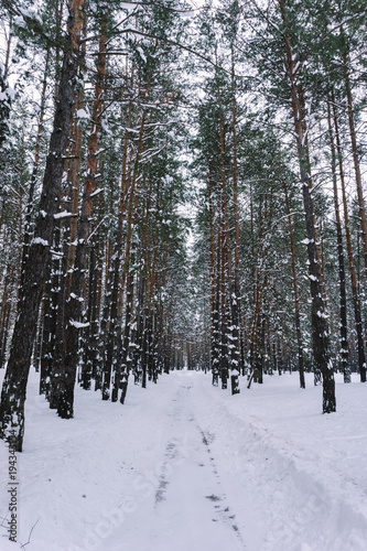 Snow-covered country road in the winter pine forest