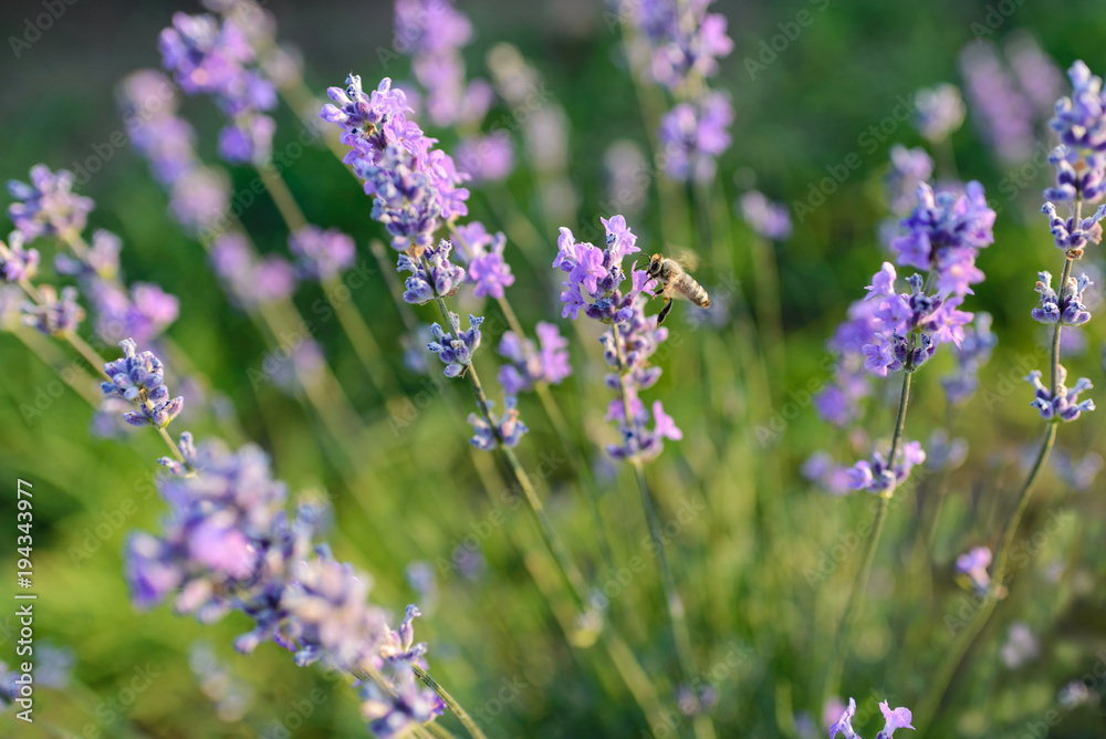 Close up of Bee on lavender in summer season. Close up of Bee on lavender in summer season.