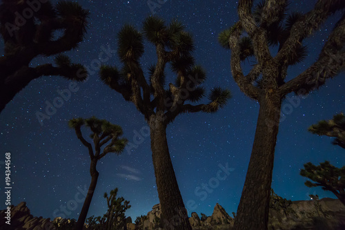 Joshua Trees at night with clean and starry sky, Joshua Tree National Park, California