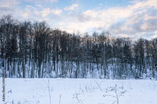 Wallpaper Mural Landscape with the image of winter wood Torontodigital.ca