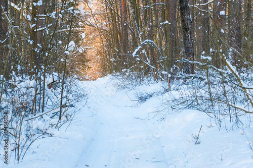 Wallpaper Mural Landscape with the image of winter wood Torontodigital.ca