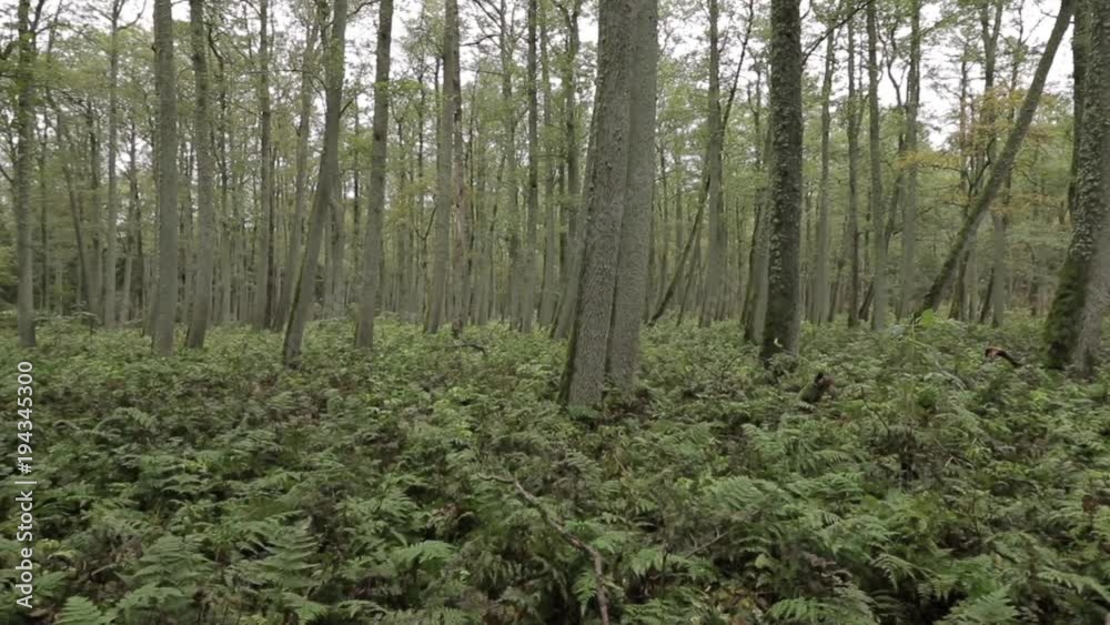 Forest full of fern on Curonian Spit, Lithuania Forest full of fern on Curonian Spit, Lithuania