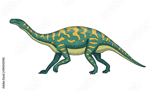 Dinosaurs Barosaurus  Apatosaurus  Tenontosaurus Plateosaurus  broad lizard  Massospondylus  Diplodocus  Brachiosaurus  skeletons  fossils. Prehistoric reptiles  Animal Hand drawn vector