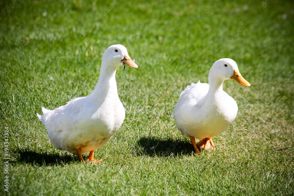 Portrait of a pair of ducks Portrait of a pair of ducks