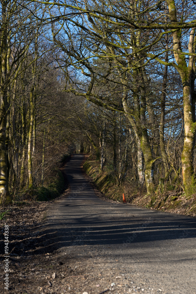 a single tracked rural road dappled in sunlight coming through the trees