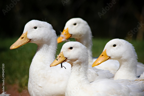 Profile of a flock of ducks