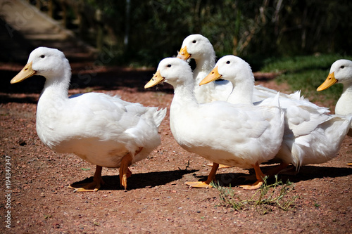 Flock of ducks crossing a garden path