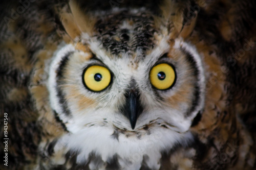 Close up of wide-eyed great horned owl © Tanya