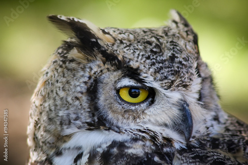 Close up portrait of Great-horned owl